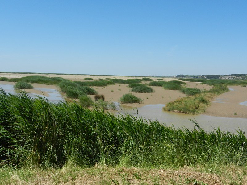 roselières de plus en plus présentes