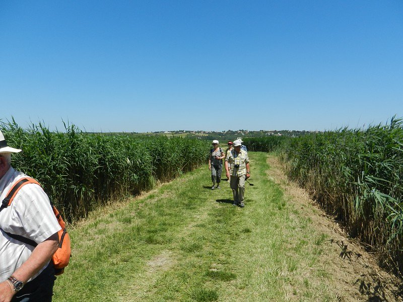 Trouée entre les roseaux