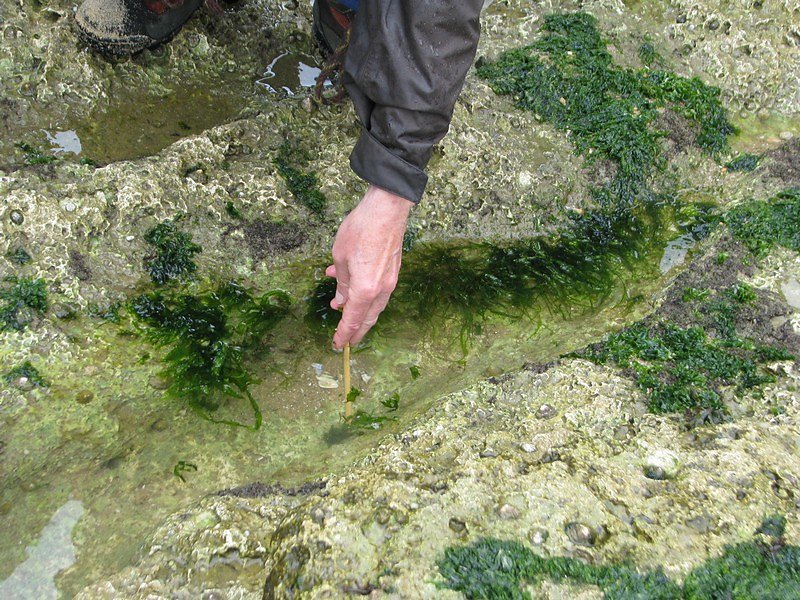 algues vertes, nitrate n'est pas loin