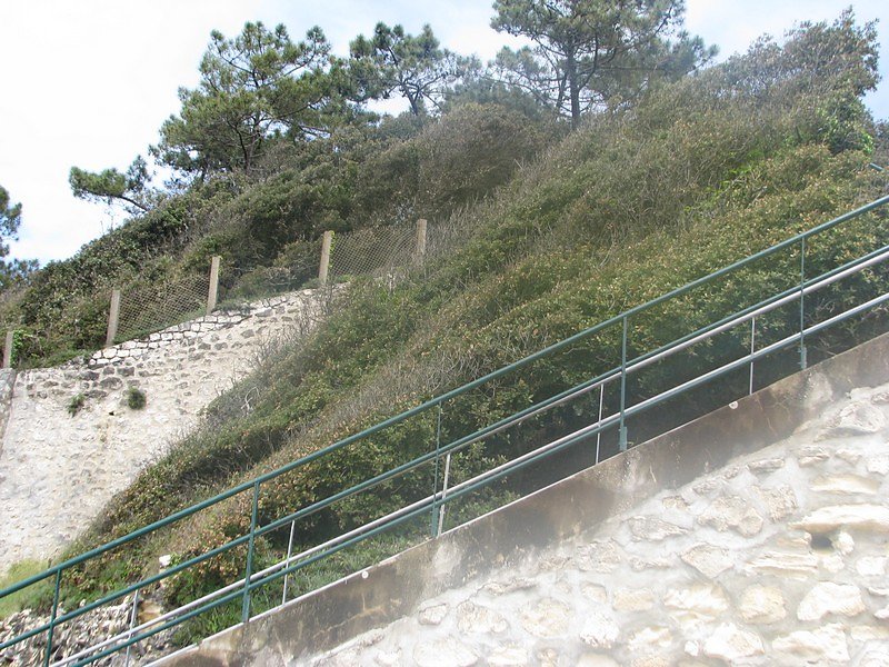 l'effet du vent sur la végétation