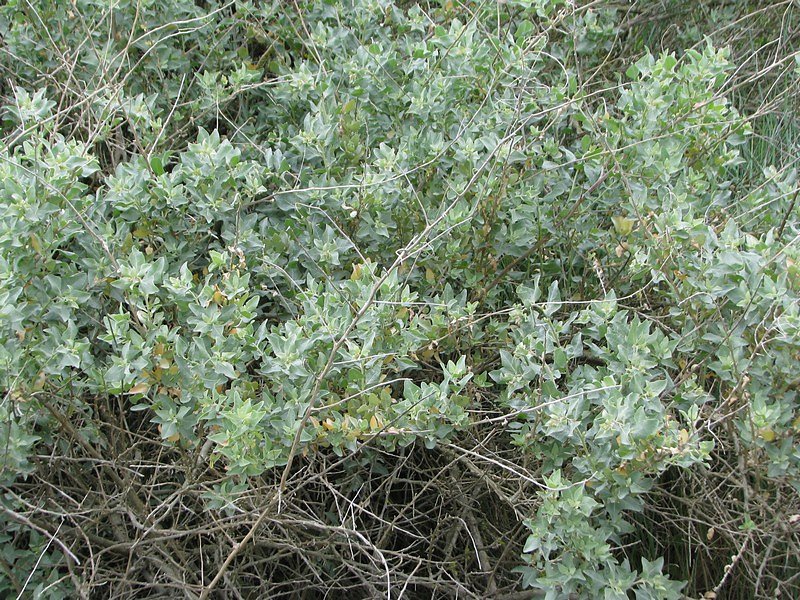 Atriplex halimus