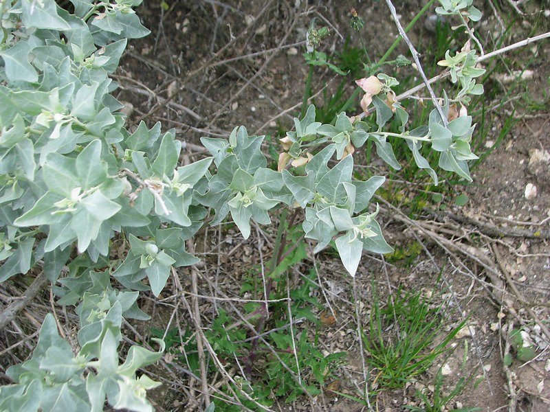 atriplex halimus