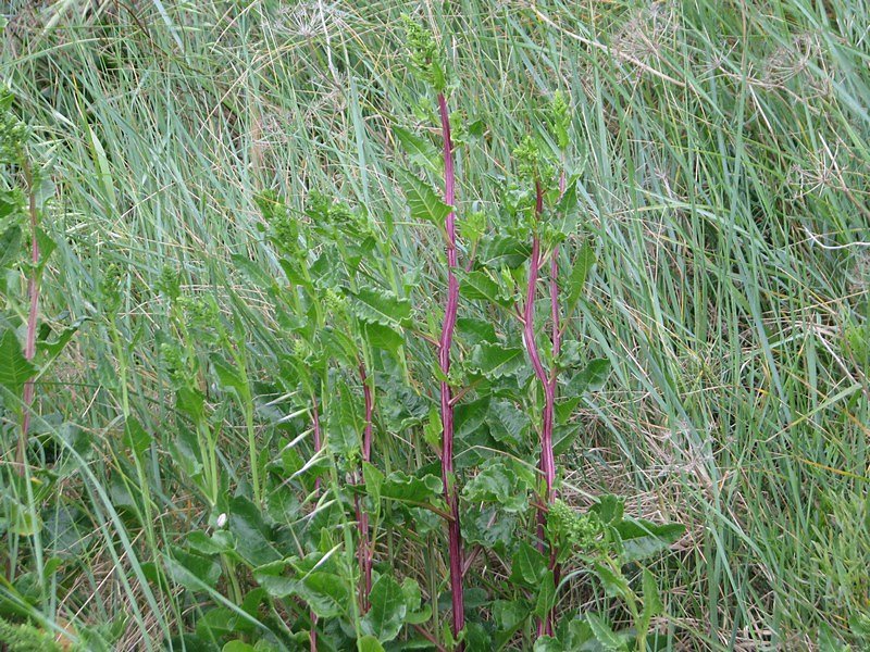 la végétation des milieux salés