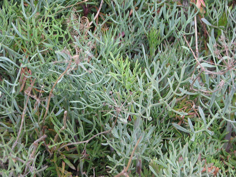 végétation halophille