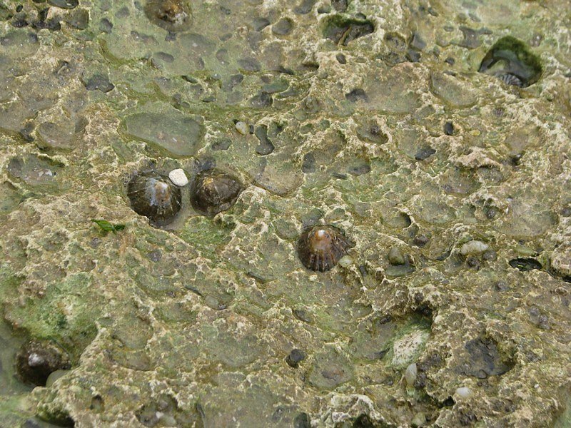 la patelle (chapeau chinois) coquillage emblématique des roches calcaires