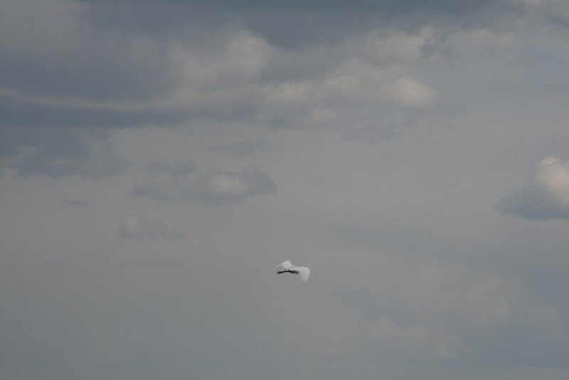 Départ d'une aigrette