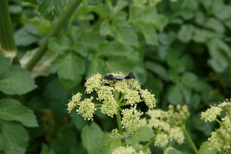 insectes sur les fleurs sauvages