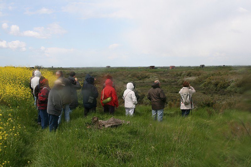 On observe les buissons de soude à la recherche des Gorgebleues