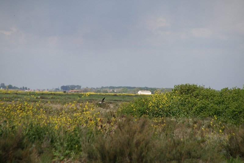 Busard cendré en chasse