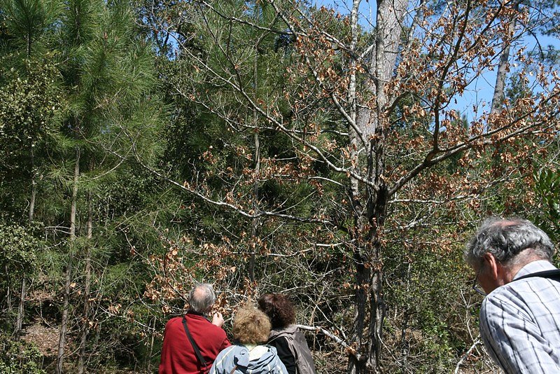 et cet arbre, c'est quoi?