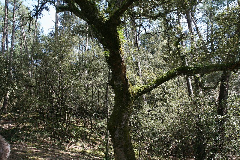 vieux chêne vert
