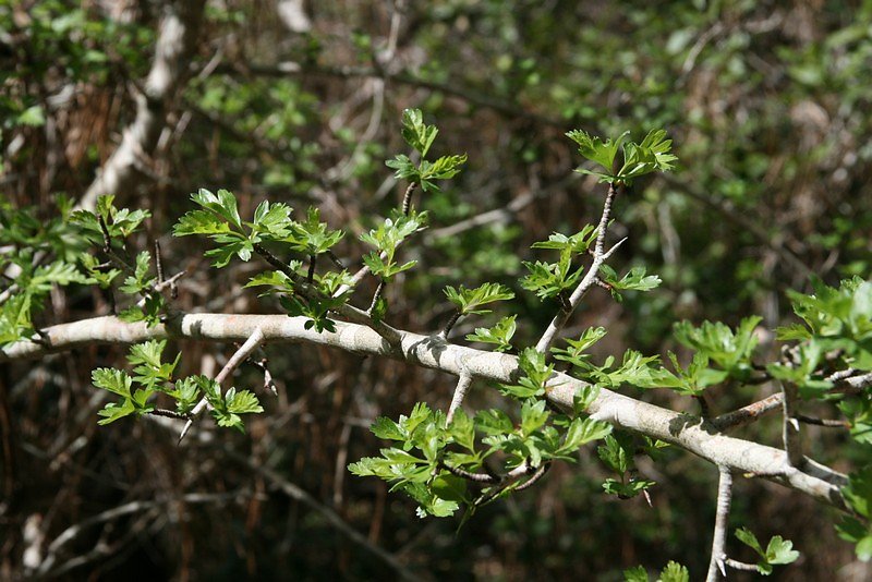 feuillage de printemps