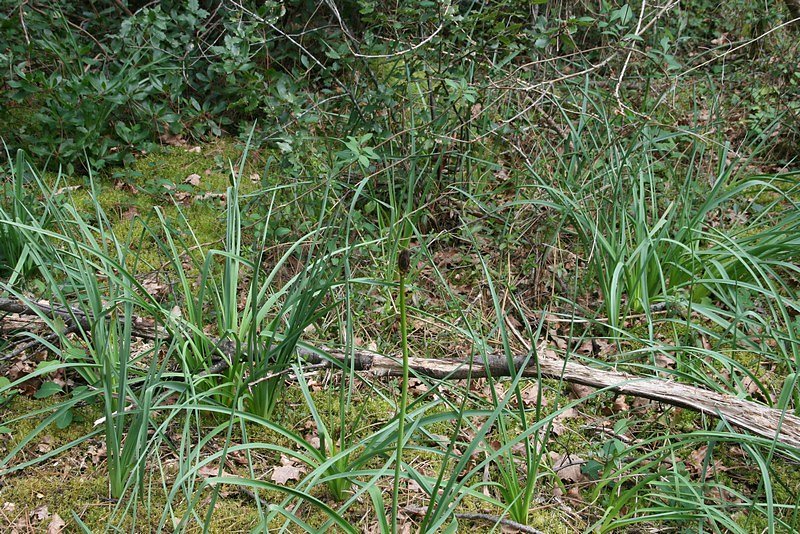 les pieds d'asphodèles apprécient l'humidité