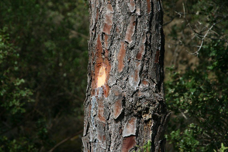 restes de projectiles fichés dans l'écorce