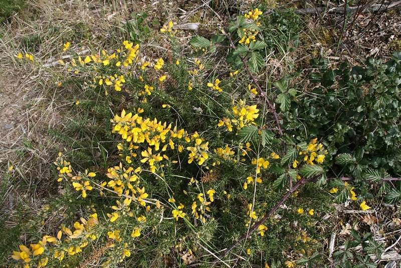 Merci Pierre pour cette magnifique sortie