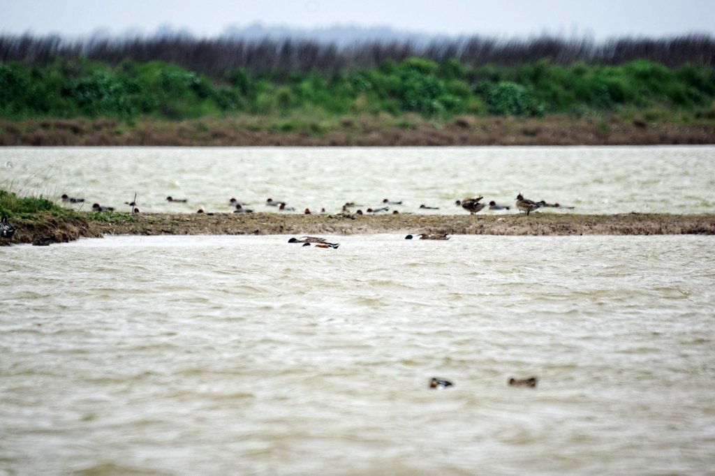 Tadornes de Belon et canards siffleurs en arrière plan