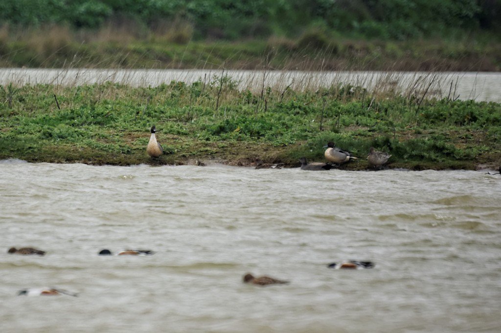 canards pilet de retour d'Espagne