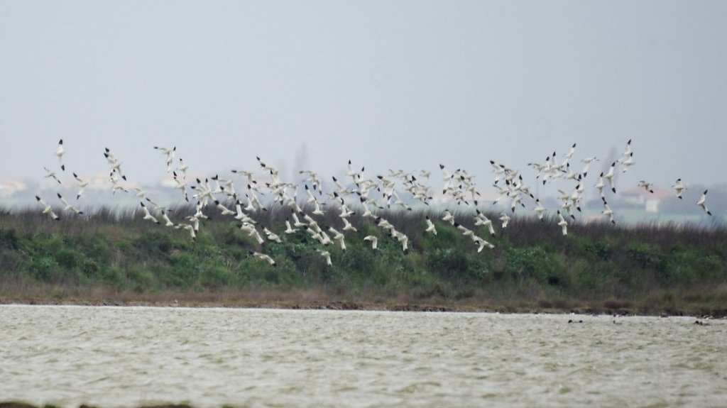 Vol d'avocettes