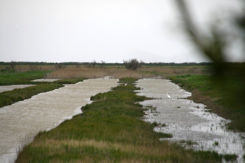 Quelques canards et tadornes dans les marais