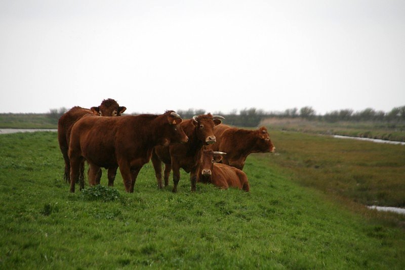 Les vaches étaient ravies de cette visite
