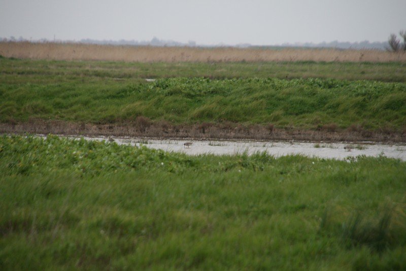 quelques Chevaliers (gambette, cul blanc ?)