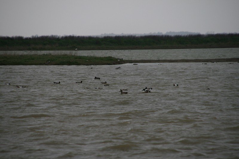 canards siffleurs en pêche