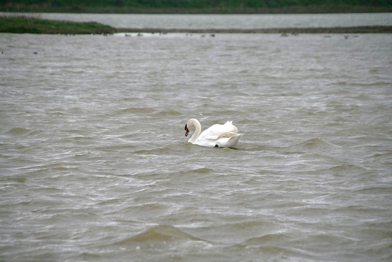 Cygne