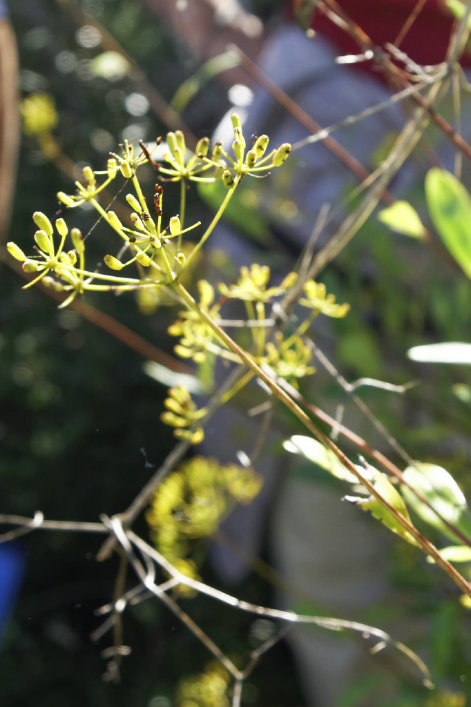 Inflorescence du buplève