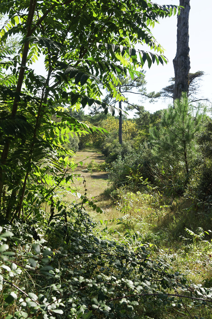 Perspective sur la grande allée