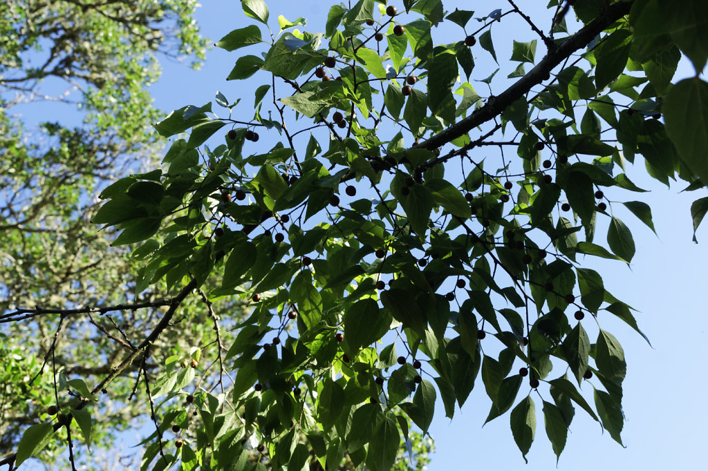 Micocoulier de Provence