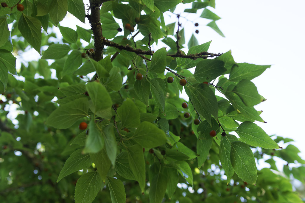 Fruits du micocoulier