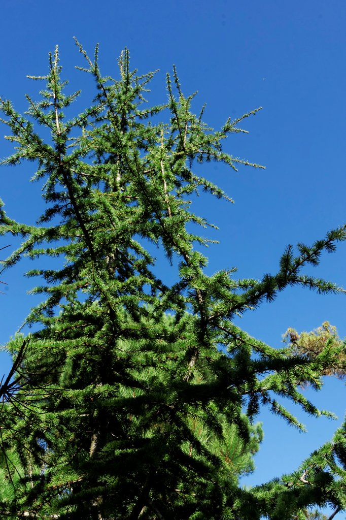 sapin de Céphalonie