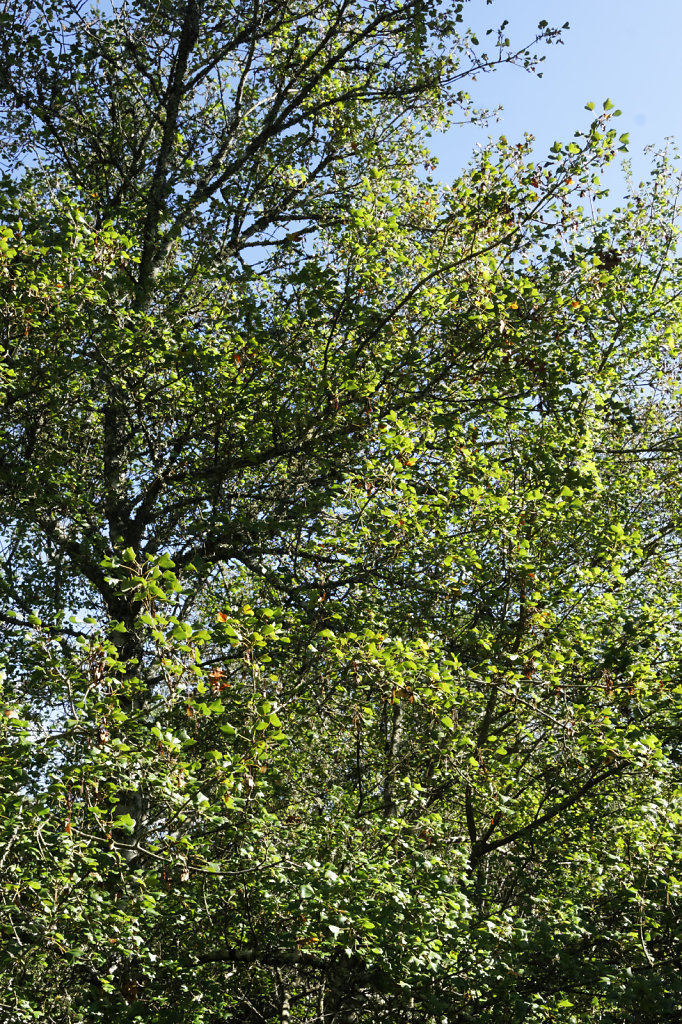 Erable de Montpellier