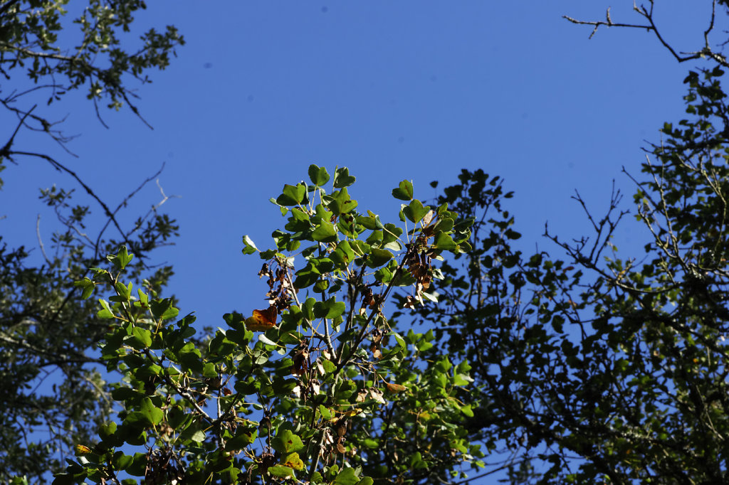 Erable de Montpelleir