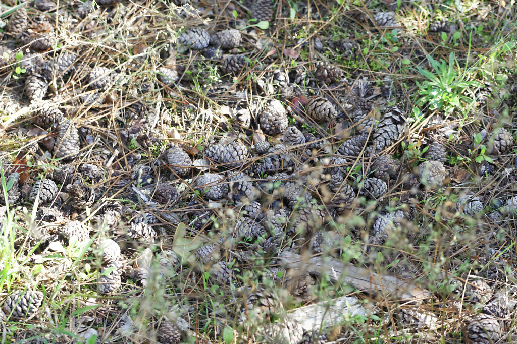 Cônes du pin Laricio