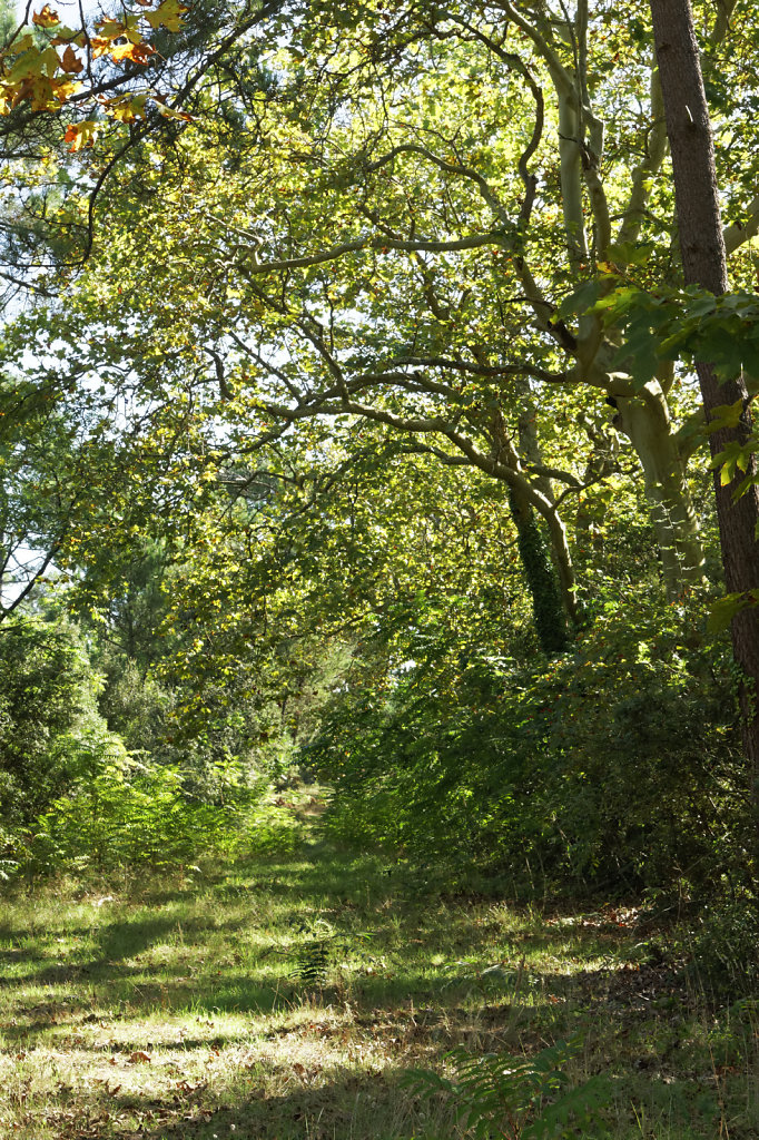 l'allée des platanes