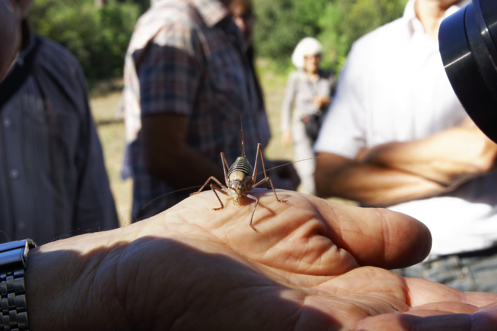 Éphippigères des  vignes
