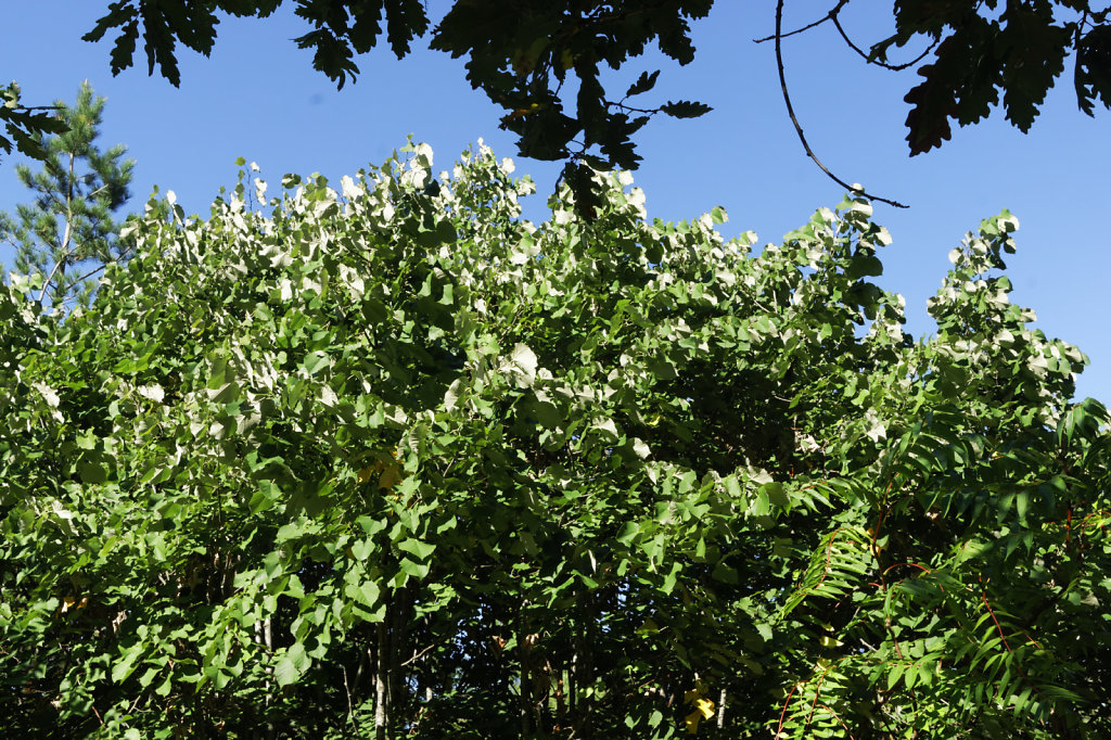 Tilleuil à grande feuille