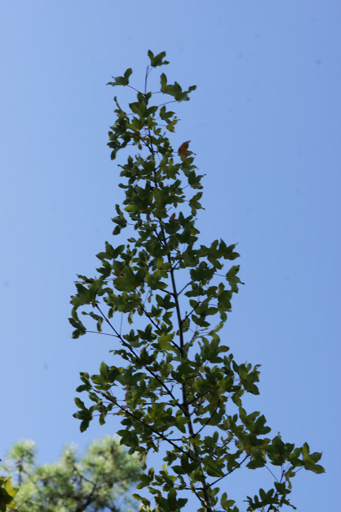 Erable sycomore