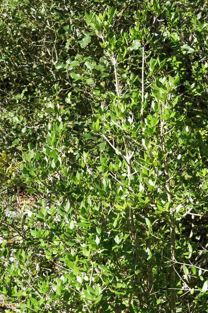 Filaire à feuilles larges