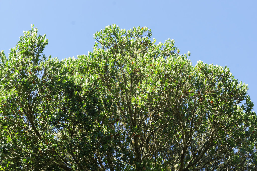 Filaire à feuilles larges