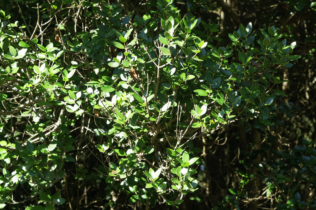 Filaire à feuilles larges