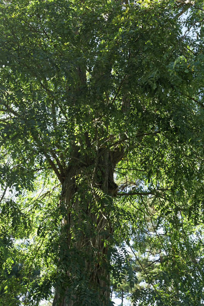 Robinier faux accacia