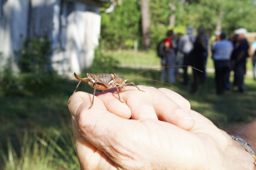 Éphippigère carénée