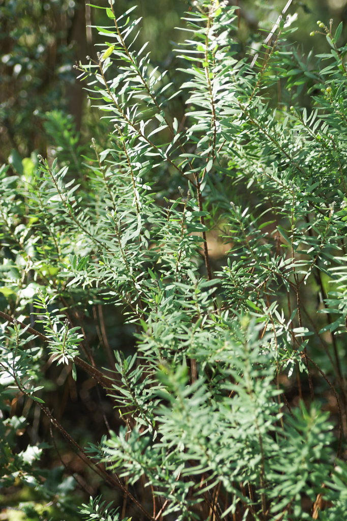 Sainbois ou daphné garou