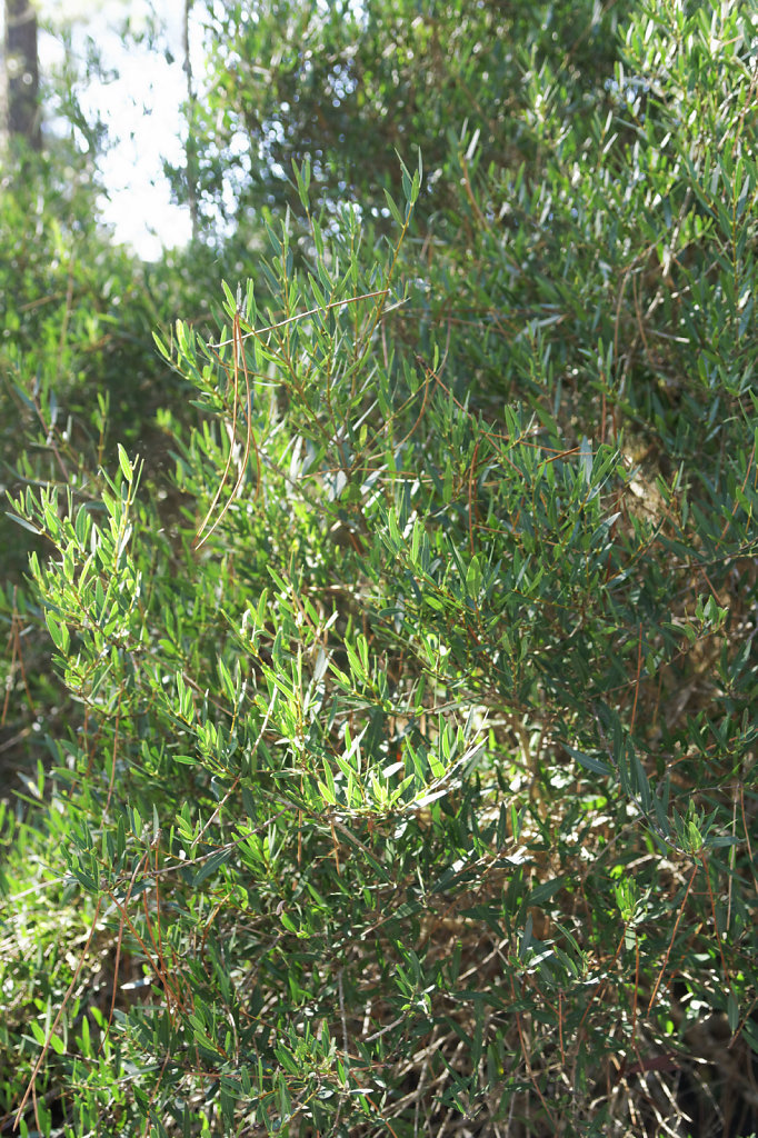 Filaire à feuilles étroites