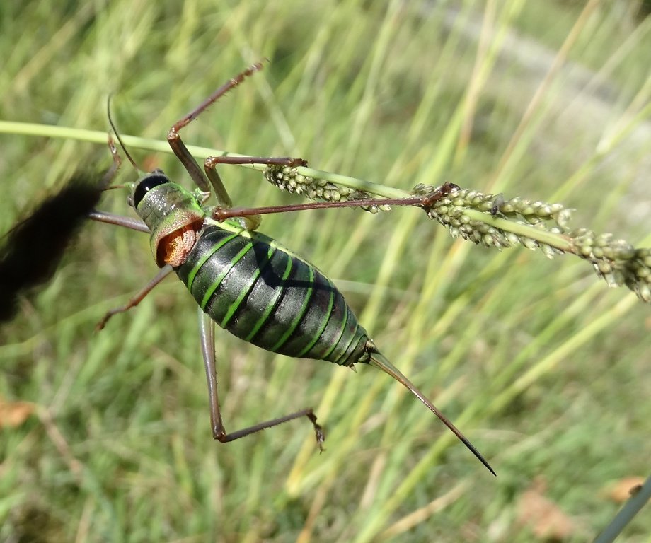 Ephippigère des vignes