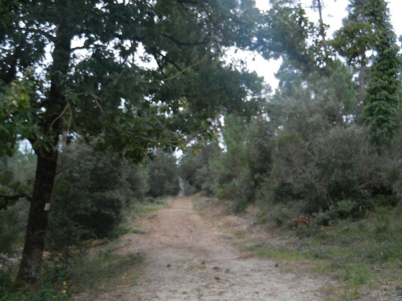la forêt au lever du jour
