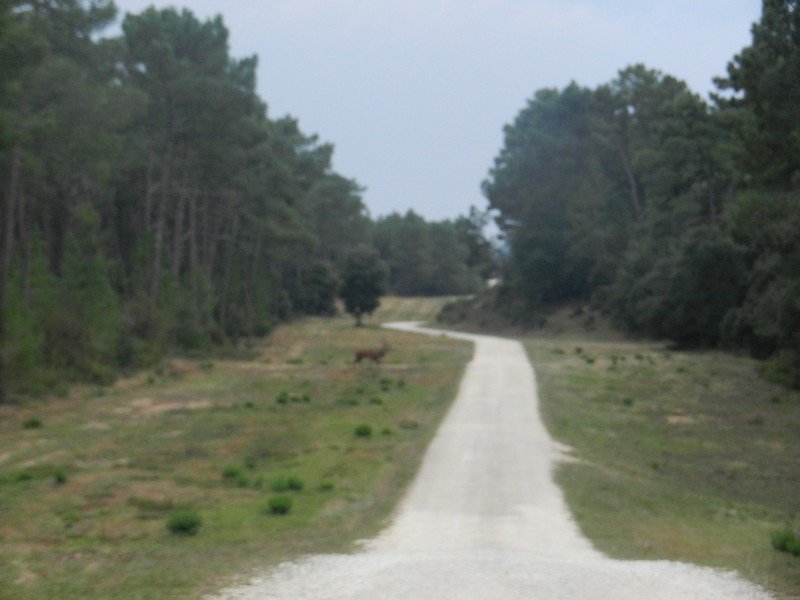 un cerf va traverser la tranchée