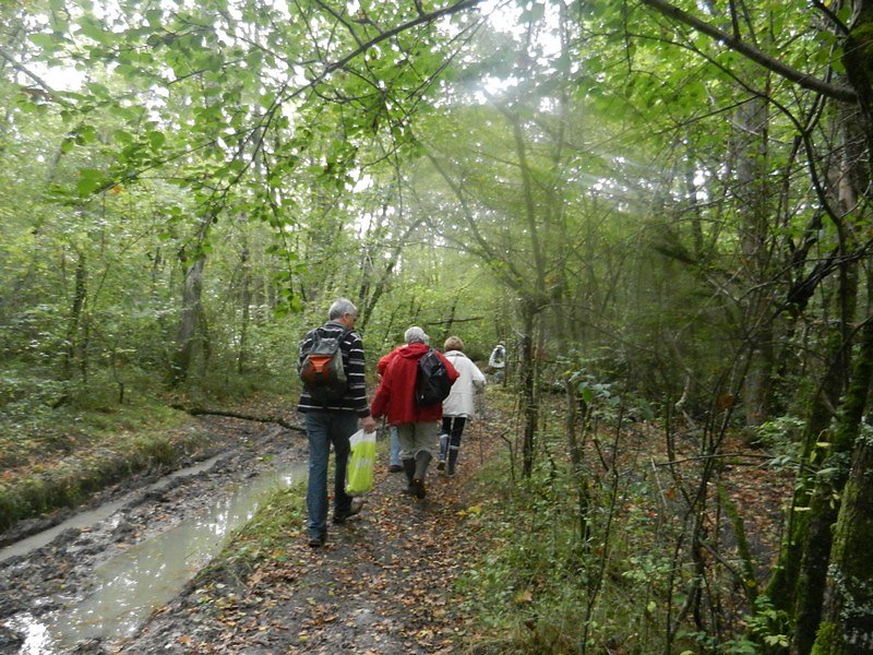 sous bois dense et chemins humides